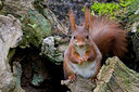 BUITEN BEELD Foto: 31314