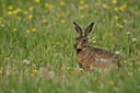BUITEN BEELD Foto: 31315