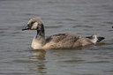 BUITEN BEELD Foto: 31340