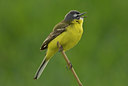 BUITEN BEELD Foto: 31462