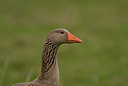 BUITEN BEELD Foto: 31469
