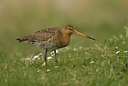BUITEN BEELD Foto: 31473