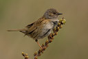 BUITEN BEELD Foto: 31475