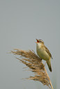 BUITEN BEELD Foto: 31481