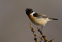 BUITEN BEELD Foto: 31483