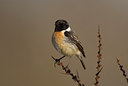 BUITEN BEELD Foto: 31487