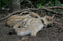 BUITEN BEELD Foto: 31527