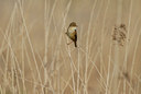 BUITEN BEELD Foto: 31556