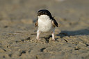 BUITEN BEELD Foto: 31562