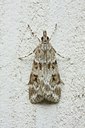 BUITEN BEELD Foto: 31611