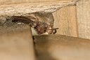 BUITEN BEELD Foto: 31851