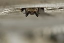 BUITEN BEELD Foto: 31857