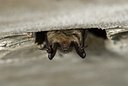 BUITEN BEELD Foto: 31858