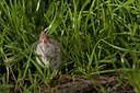BUITEN BEELD Foto: 31876