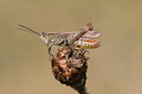 BUITEN BEELD Foto: 31918