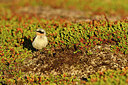 BUITEN BEELD Foto: 319039