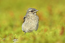 BUITEN BEELD Foto: 319053