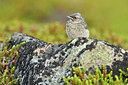 BUITEN BEELD Foto: 319056