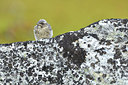 BUITEN BEELD Foto: 319059