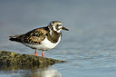 BUITEN BEELD Foto: 319198
