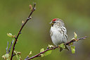 BUITEN BEELD Foto: 319241