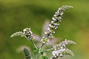 BUITEN BEELD Foto: 319364
