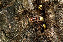 BUITEN BEELD Foto: 319380