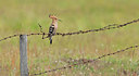 BUITEN BEELD Foto: 319404