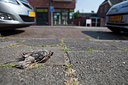 BUITEN BEELD Foto: 319454