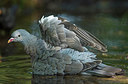 BUITEN BEELD Foto: 319482
