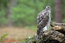 BUITEN BEELD Foto: 319492