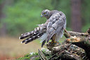 BUITEN BEELD Foto: 319495