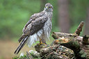 BUITEN BEELD Foto: 319496