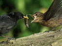 BUITEN BEELD Foto: 319512