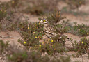 BUITEN BEELD Foto: 319538