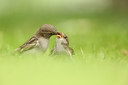 BUITEN BEELD Foto: 319548