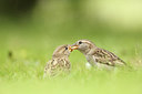 BUITEN BEELD Foto: 319549