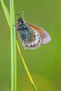 BUITEN BEELD Foto: 319844