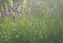 BUITEN BEELD Foto: 319920