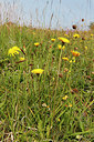BUITEN BEELD Foto: 320323