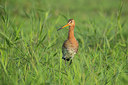 BUITEN BEELD Foto: 320358