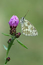 BUITEN BEELD Foto: 320422