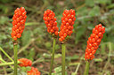 BUITEN BEELD Foto: 320454