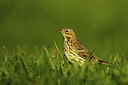 BUITEN BEELD Foto: 320477