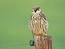 BUITEN BEELD Foto: 320645