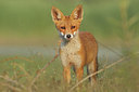 BUITEN BEELD Foto: 320649