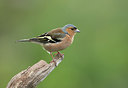 BUITEN BEELD Foto: 320697