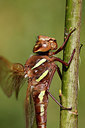 BUITEN BEELD Foto: 320740