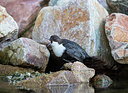BUITEN BEELD Foto: 320763