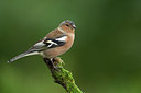 BUITEN BEELD Foto: 320768
